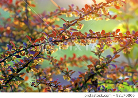 Barberry florets that shine in the setting sun 92170806