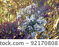 Melaleuka cherished by Aborigines as a panacea 92170808