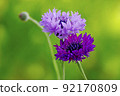 Lovely two-wheeled Centurea 92170809
