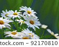 White marguerite singing happiness 92170810