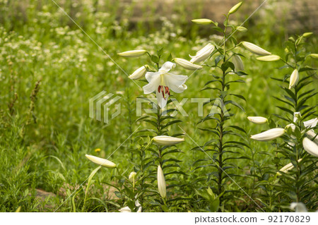 Lily 92170829