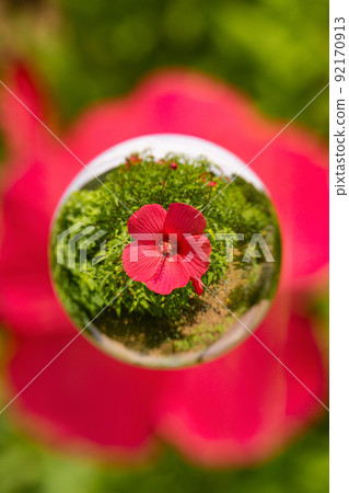 Titan Bikas 在大理石中綻放 92170913