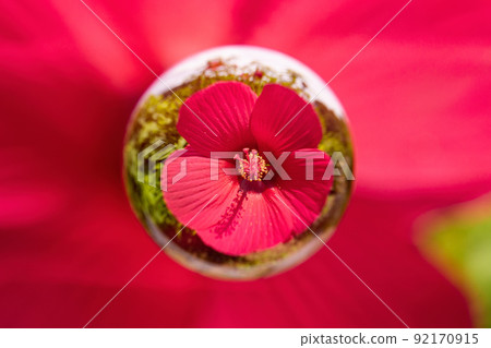 Titan Bikas 在大理石中綻放 92170915