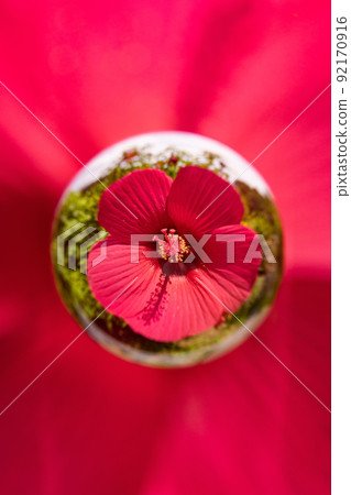 Titan Bikas 在大理石中綻放 92170916