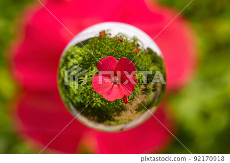 Titan Bikas 在大理石中綻放 92170918