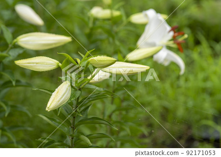 Lily 92171053