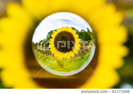 向日葵在大理石中綻放 92171096