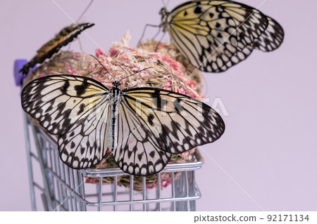 Butterflies in a shopping cart. The concept of buying butterflies. The concept of easy and beautiful purchases. Discounts Butterflies in a shopping cart. The concept of buying butterflies. The concept of easy and beautiful purchases. Discounts 92171134