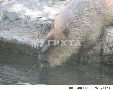 可愛的水豚，臉色暗淡，魅力十足 92171163