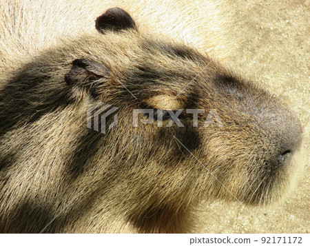 A cute capybara with a dim face and charm A cute capybara with a dim face and charm 92171172