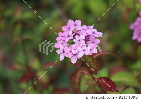 A close-up view of the pink petals of the Hydrangea hirta flower 92171396