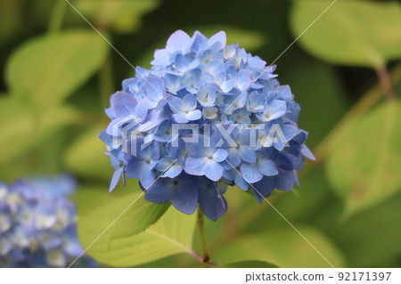 A close-up shot of the blue flower Makinohime Hydrangea in focus 92171397