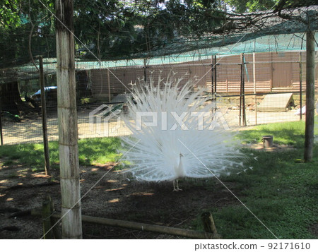 優雅地展開白色羽毛的白孔雀 優雅地展開白色羽毛的白孔雀 92171610