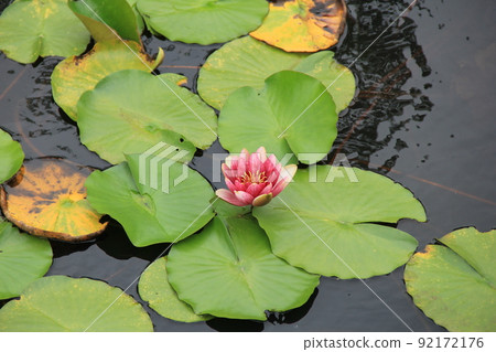Summer flowers / "Water lily" pale pink flowers and round leaves floating on the surface of the water Summer flowers / "Water lily" pale pink flowers and round leaves floating on the surface of the water 92172176