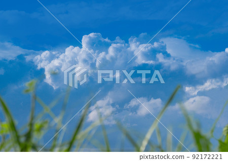 仰望植被的天空 92172221