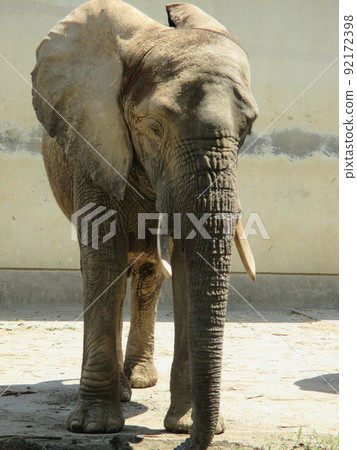 Giant African elephant at the zoo 92172398