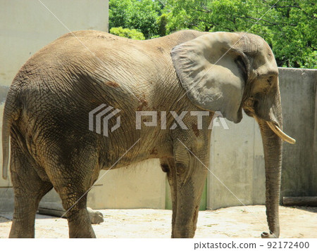 Giant African elephant at the zoo 92172400