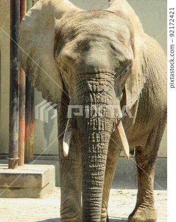 Giant African elephant at the zoo 92172421