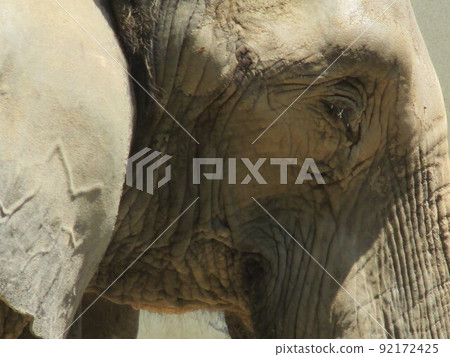 Giant African elephant at the zoo 92172425