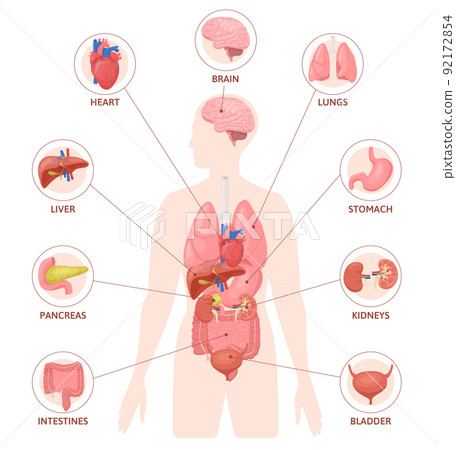 Human Organs Round Infographics Human Organs Round Infographics 92172854