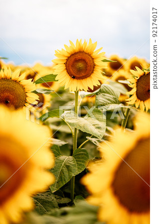 Standing out from the crowd concept. Wonderful panoramic view of field of sunflowers by summertime. One flower growing taller than the others. Standing out from the crowd concept. Wonderful panoramic view of field of sunflowers by summertime. One flower growing taller than the others. 92174017