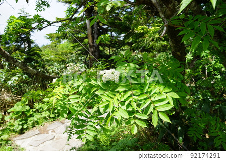 夏天的八幡平是花田花楸 92174291