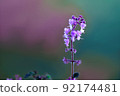 Plectranthus with cute florets 92174481