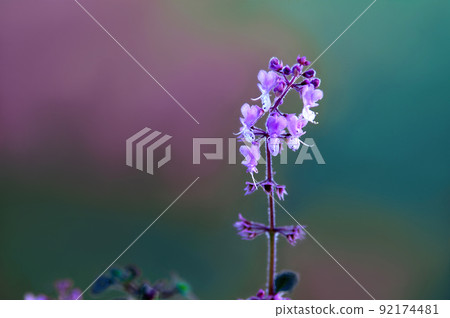 Plectranthus with cute florets Plectranthus with cute florets 92174481