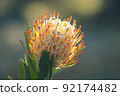 One-wheeled pincushion talks about elegance 92174482