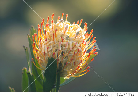 One-wheeled pincushion talks about elegance 92174482