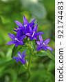 The clustered bellflower that blooms in the shade of a tree tells us the arrival of summer every year. 92174483