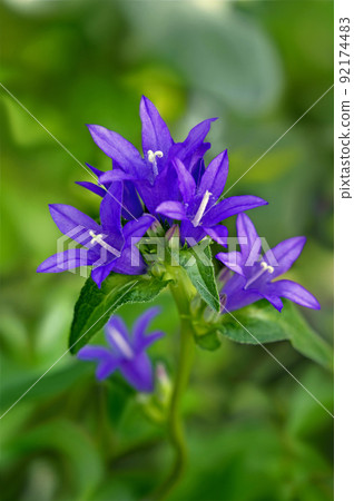 The clustered bellflower that blooms in the shade of a tree tells us the arrival of summer every year. 92174483