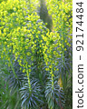 Strange flowers taken in groups Euphorbia 92174484