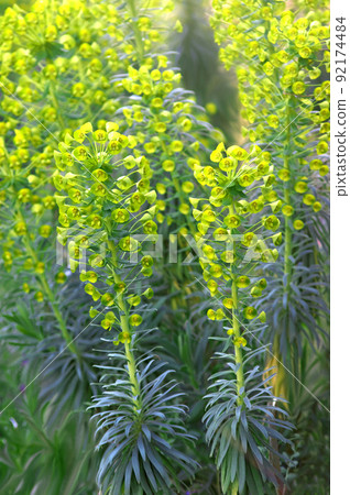 Strange flowers taken in groups Euphorbia 92174484