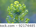 I suspect this is a flower when I take it up 92174485