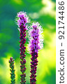 Two-wheeled blazing star playing happiness 92174486