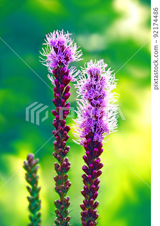 Two-wheeled blazing star playing happiness 92174486