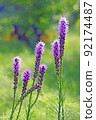 Liatris blooming on a green scented promenade 92174487