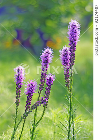 Liatris blooming on a green scented promenade Liatris blooming on a green scented promenade 92174487