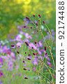 Sanguisorba officinalis with cosmos in the background playing autumn 92174488