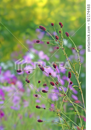 Sanguisorba officinalis with cosmos in the background playing autumn 92174488