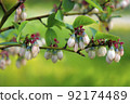 Cute blueberries that are likely to bear fruit this year 92174489