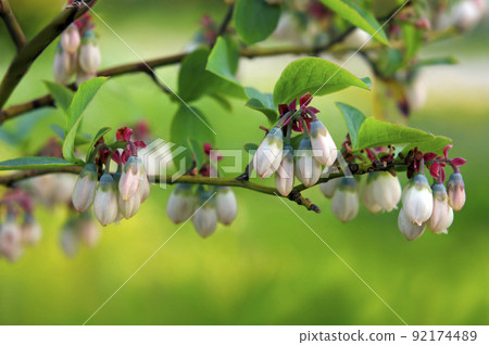 Cute blueberries that are likely to bear fruit this year 92174489