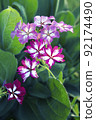 Troublesome phlox blooming everywhere in the field 92174490