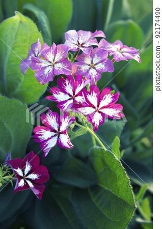 Troublesome phlox blooming everywhere in the field 92174490