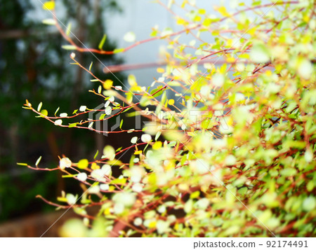 Green plants 92174491