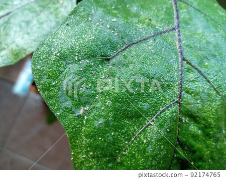 茄子葉滿是蜘蛛蟎 茄子葉滿是蜘蛛蟎 92174765