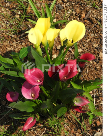 Color flowers 92175337