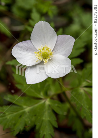 白一蓮莊花 92175383