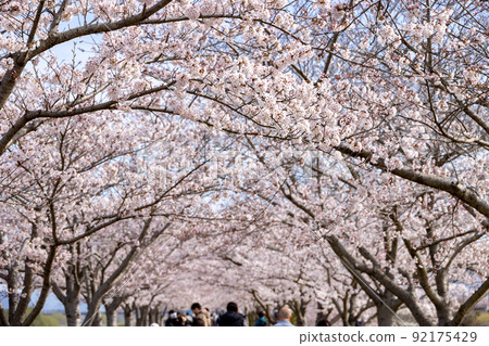 Oh cherry-blossom corridor 92175429